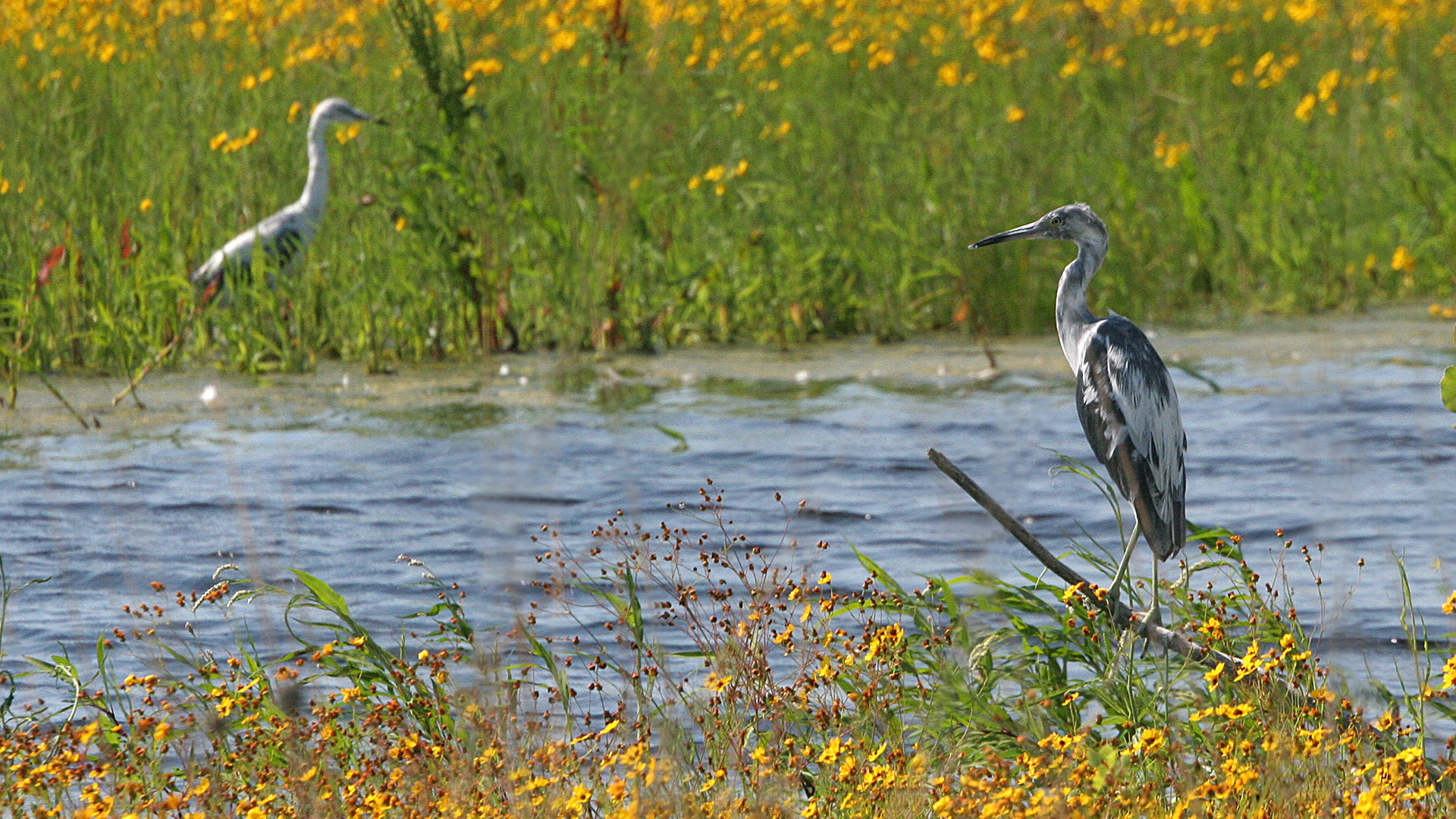 Cranes at rivers edge amongst flowers